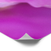 Poster Hérisson rose Fleur de cactus (Echinocereus (Coin)