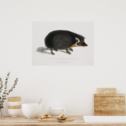 Poster Hérisson vintage (Cuisine)