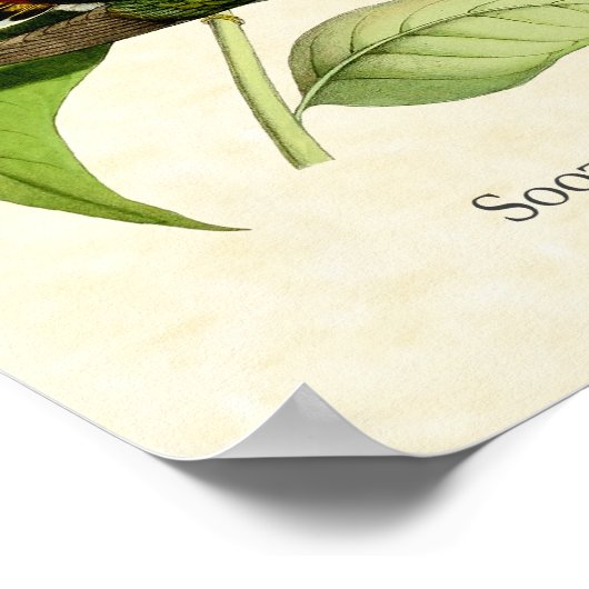 Poster Hermite à ciel ouvert Hummingbird Art Imprimer (Coin)