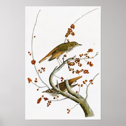 Poster Hermite Thrush John James Audubon Oiseaux d'Amériq (Devant)