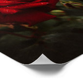 Poster hermoso Póster de rosas rojas (Coin)