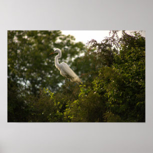 Poster Heron