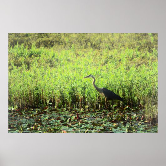 Poster Heron 6449 (Devant)