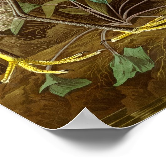 Poster Héron blanc par John James Audubon (Coin)