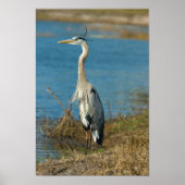 Poster Héron bleu à Pond Print (Devant)