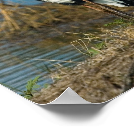 Poster Héron bleu à Pond Print (Coin)