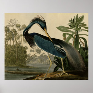 Poster Héron de la Louisiane