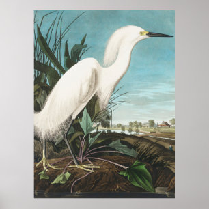 Poster Héron de neige Audubon ou plaque d'aigrettes blanc