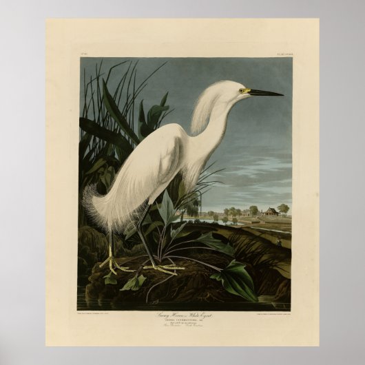 Poster Héron de neige (Egret) - Les oiseaux d'Amérique d' (Devant)