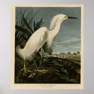 Poster Héron de neige ou aigrette blanche