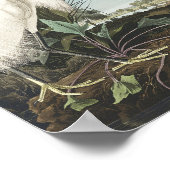 Poster Héron de neige ou aigrette blanche des oiseaux d'A (Coin)