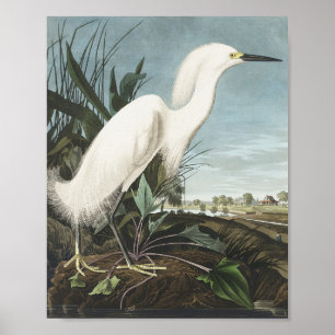 Poster Héron de neige ou aigrette blanche des oiseaux d'A