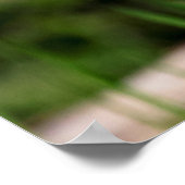 Poster Héron de nuit de la couronne noire juvénile (Coin)