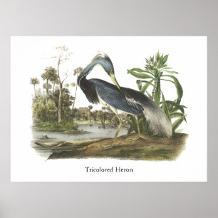 Poster Héron de Tricolored, John Audubon