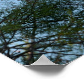 Poster Heron gris arrivant au sommet d'un arbre (Coin)