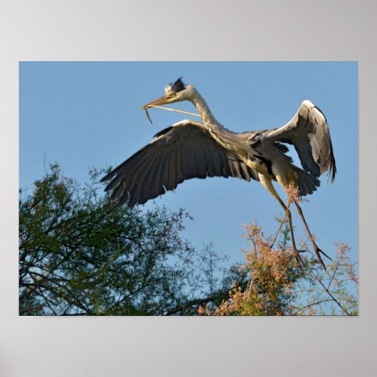Poster Heron gris arrivant au sommet d'un arbre (Devant)