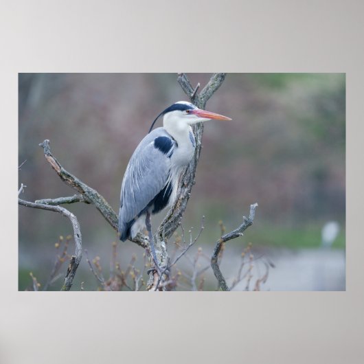 Poster Heron gris de l'observateur solitaire (Devant)