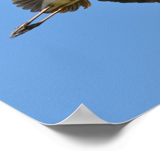 Poster Heron gris en vol (Coin)