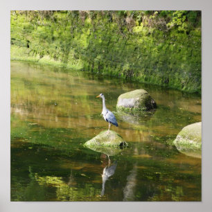 Poster Heron gris sur une rivière à Warkworth Northumberl