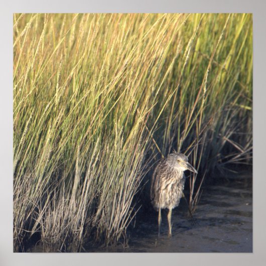 Poster Heron in the Grass (Devant)