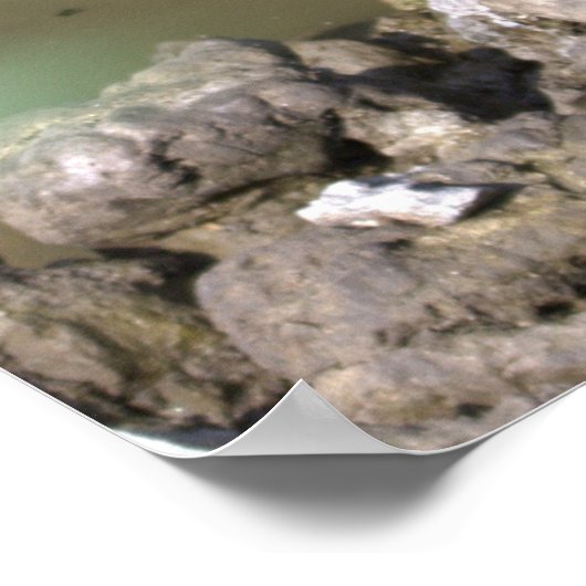 Poster Heron juvénile (Coin)