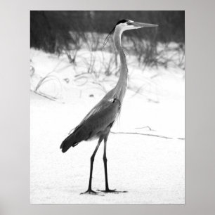 Poster Heron noir et blanc debout sur la plage de sable