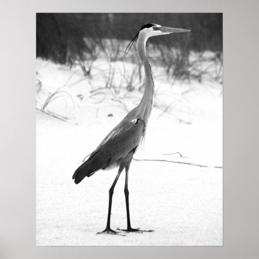 Poster Heron noir et blanc debout sur la plage de sable (Devant)