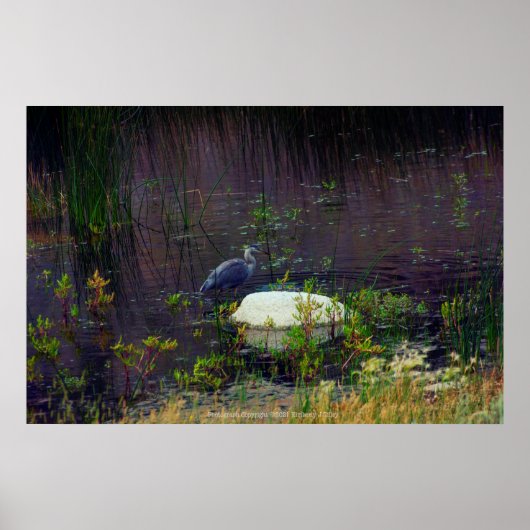 Poster Heron P6987 (Devant)