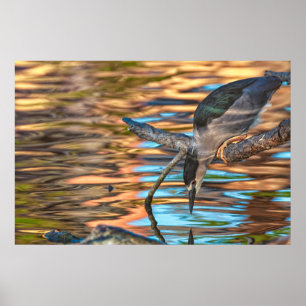 Poster Héron pêcheur au bord du lac