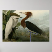 Poster Heron pourpre (Devant)