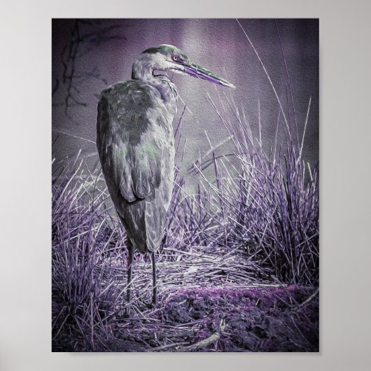 Poster Heron pourpre (Devant)