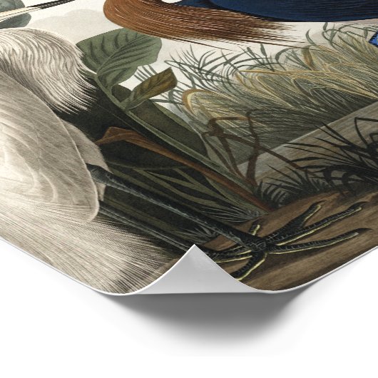 Poster Heron pourpre des oiseaux d'Amérique (Coin)