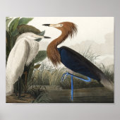 Poster Heron pourpre des oiseaux d'Amérique (Devant)