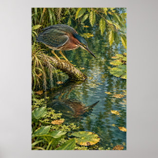Poster Héron vert au-dessus des eaux calmes du sud du Tex