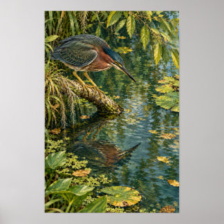 Poster Héron vert au-dessus des eaux calmes du sud du Tex