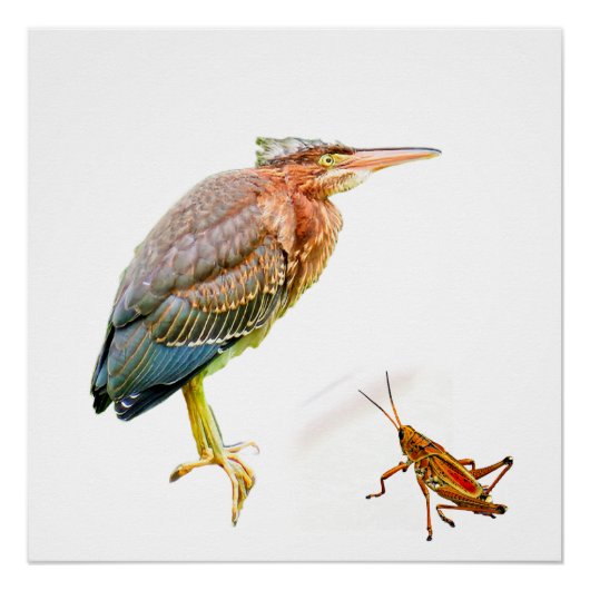 Poster Heron vert et sauterelle (Devant)
