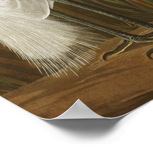 Poster Heron violet par John James Audubon (Coin)