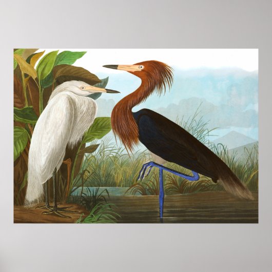 Poster Heron violet par John James Audubon (Devant)
