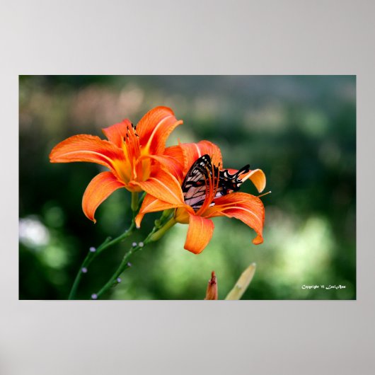 Poster Heure d'alimentation aux Lillies 4 (Devant)