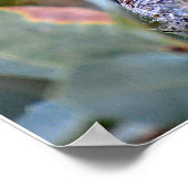 Poster Heure d'alimentation des colibris (Coin)