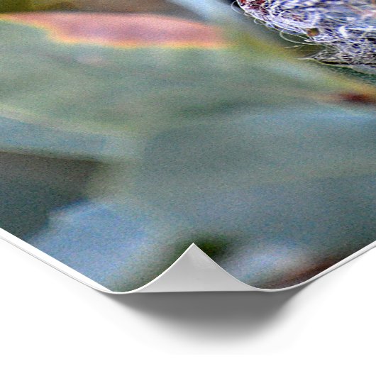 Poster Heure d'alimentation des colibris (Coin)