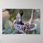 Poster Heure d'alimentation des colibris (Devant)
