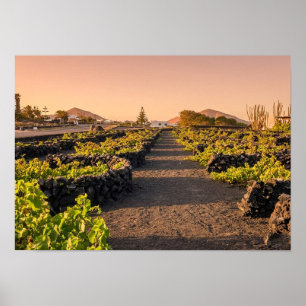 Poster Heure dorée sur les vignobles de La Geria Lanzarot