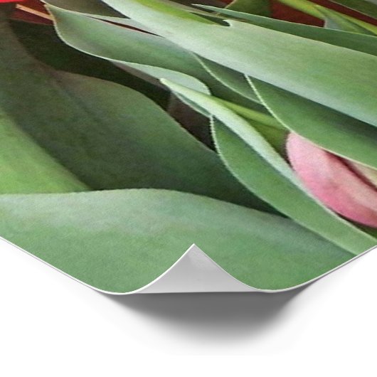 Poster Heure Tulip (Coin)