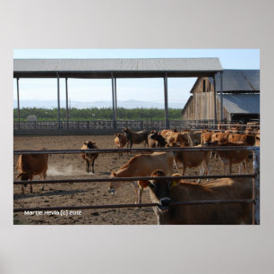 Poster Heureux Vaches de Californie