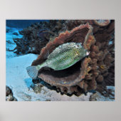 Poster Hexagonal Trunkfish (Devant)