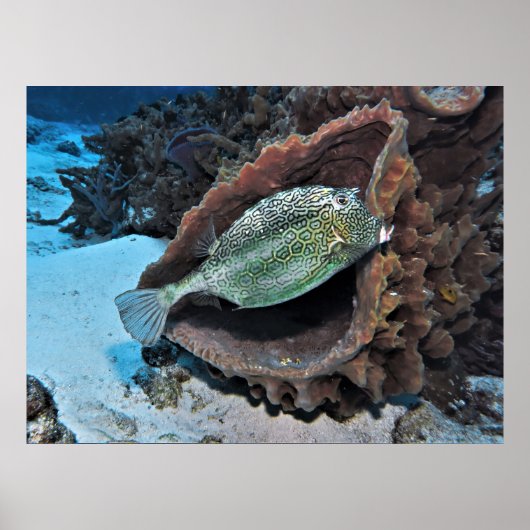Poster Hexagonal Trunkfish (Devant)