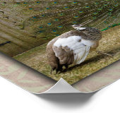 Poster Hey Baby Peacock (Coin)