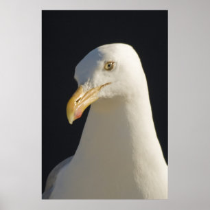 Poster Hey Big Fella Print