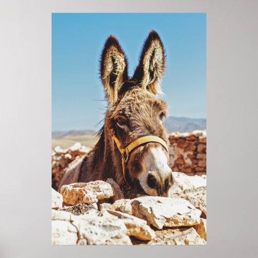 POSTER HI DONKEY (Devant)